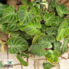 Philodendron verrucosum – Bild 2