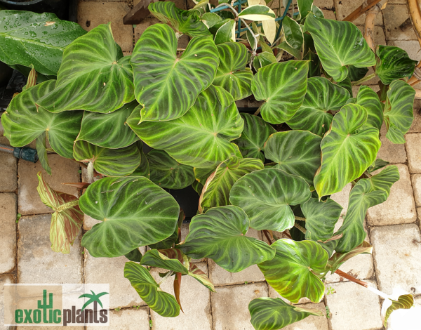 Philodendron verrucosum – Bild 2