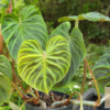samtige Blattoberfläche von Philodendron verrucosum