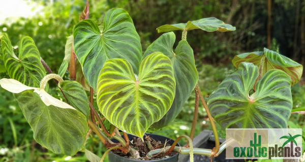 samtige Blattoberfläche von Philodendron verrucosum