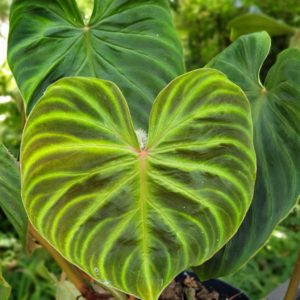 Philodendron verruosum kaufen