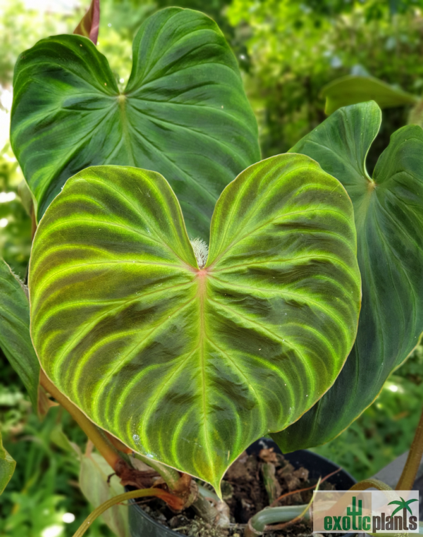 Philodendron verruosum kaufen