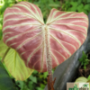 rote Blattunterseite