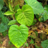Blätter, Philodendron verrucosum