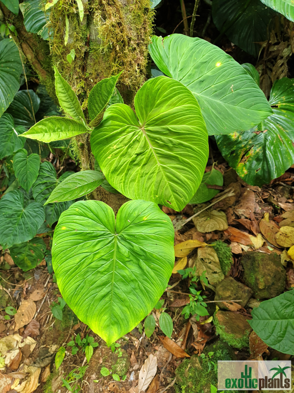 Blätter, Philodendron verrucosum