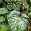 ausgreiftes Blatt, Philodendron verrucosum
