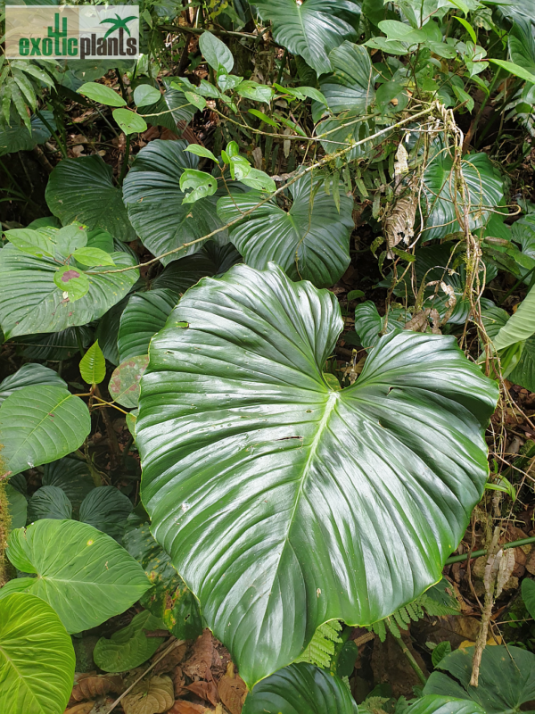 ausgreiftes Blatt, Philodendron verrucosum