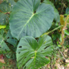 Alte Blätter, Philodendron verrucosum