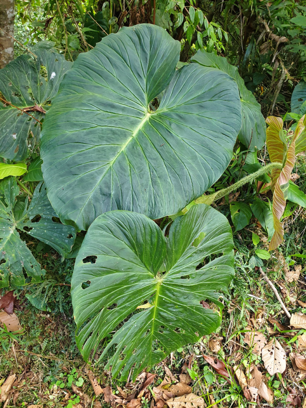 Alte Blätter, Philodendron verrucosum