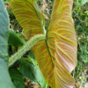 Frische Blatt, Rückseite, Philodendron verrucosum