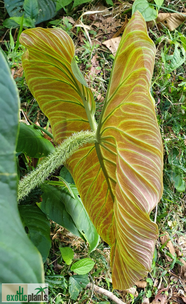 Frische Blatt, Rückseite, Philodendron verrucosum