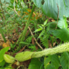 Behaarte Blattstiele, Neuaustrieb, Philodendron verrucosum