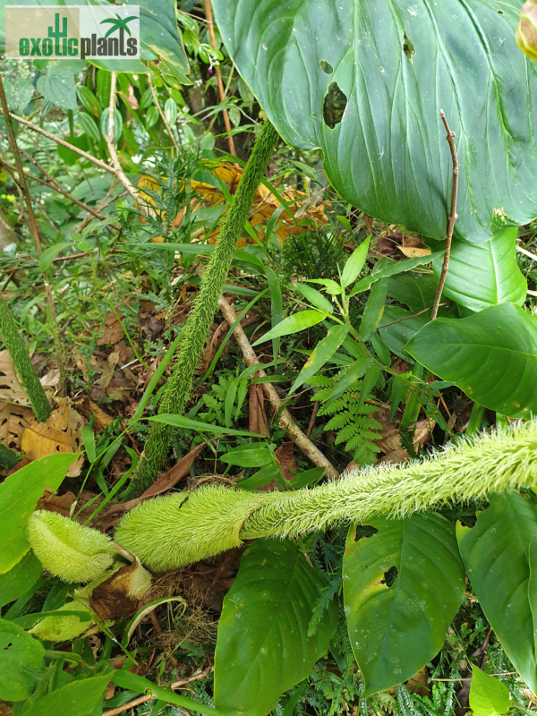 Behaarte Blattstiele, Neuaustrieb, Philodendron verrucosum