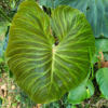 Frische Blatt, Philodendron verrucosum