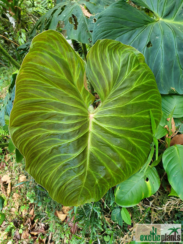 Frische Blatt, Philodendron verrucosum