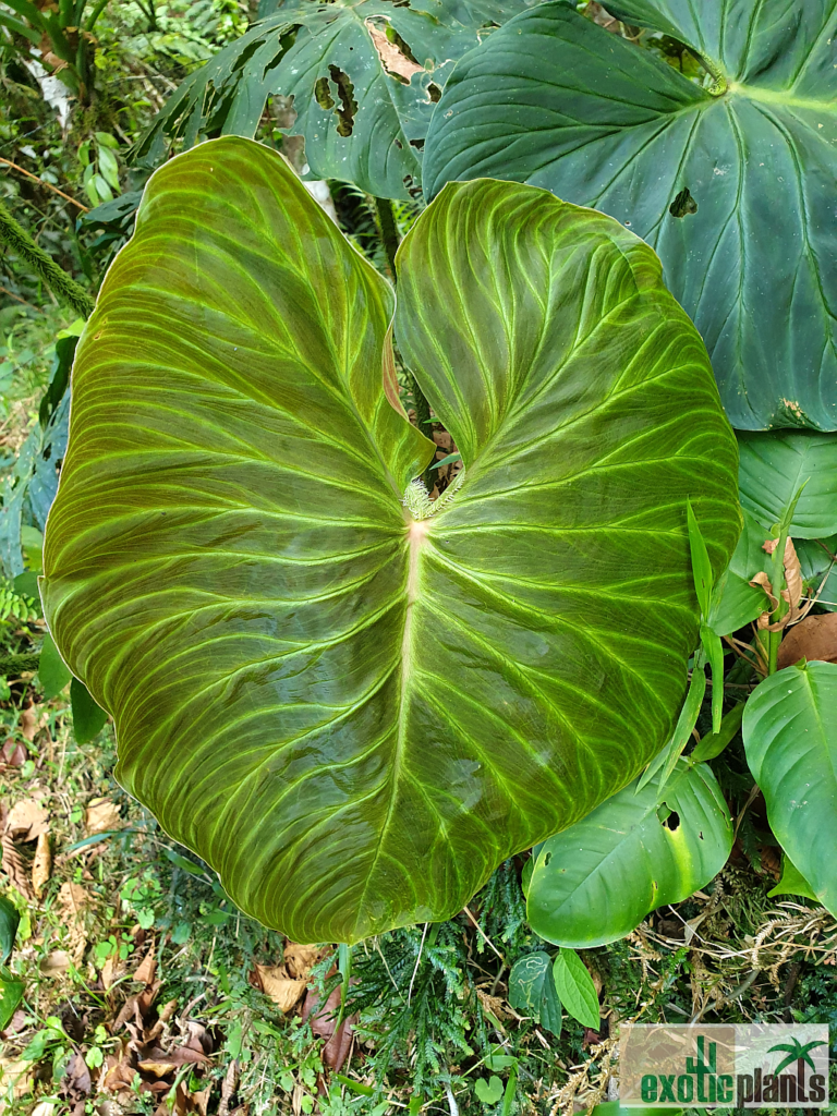 Philodendron verrucosum ExoticPlants Spezialist für exotische