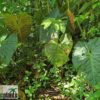 Philodendron verrucosum – Bild 11