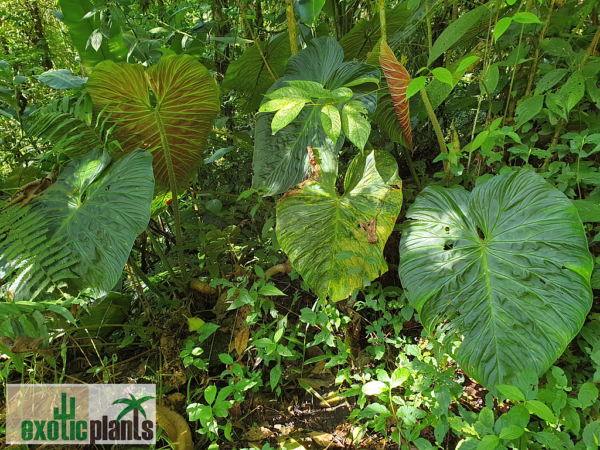 Philodendron verrucosum – Bild 11