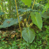 Blooming Philodendron verrucosum