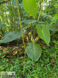 Blooming Philodendron verrucosum