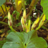 Blooming Philodendron verrucosum