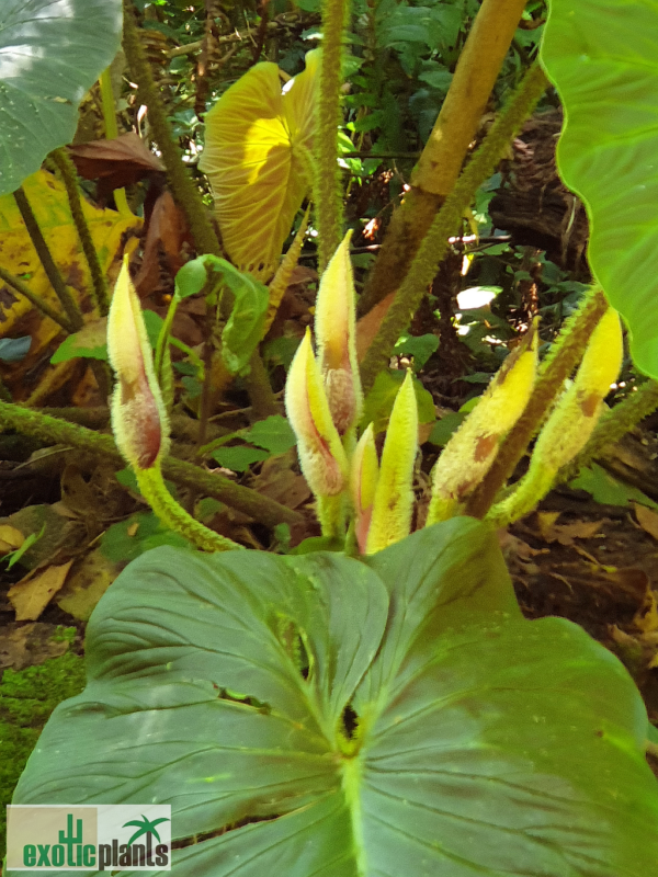 Blooming Philodendron verrucosum