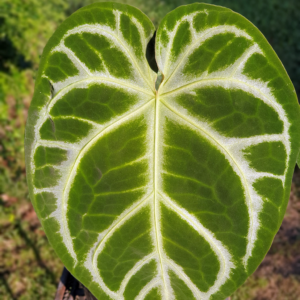 Anthurium crystallinum