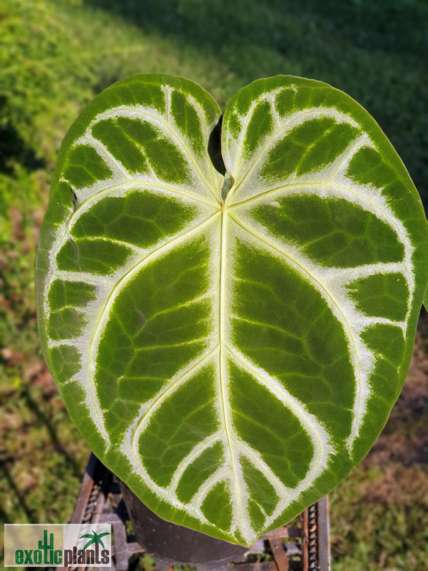 Anthurium crystallinum