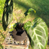 Anthurium crystallinum