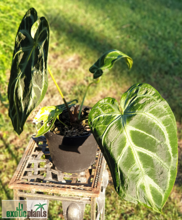 Anthurium crystallinum