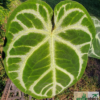 Anthurium crystallinum