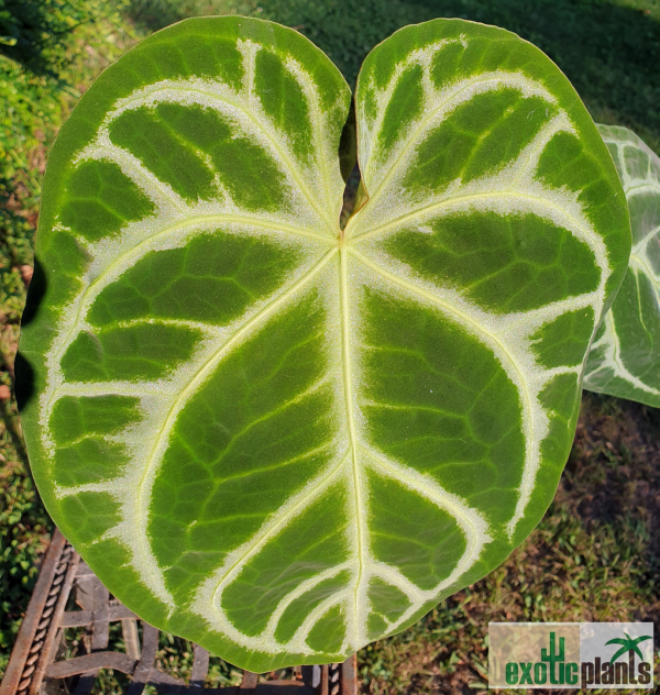 Anthurium crystallinum