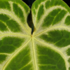 Anthurium crystallinum