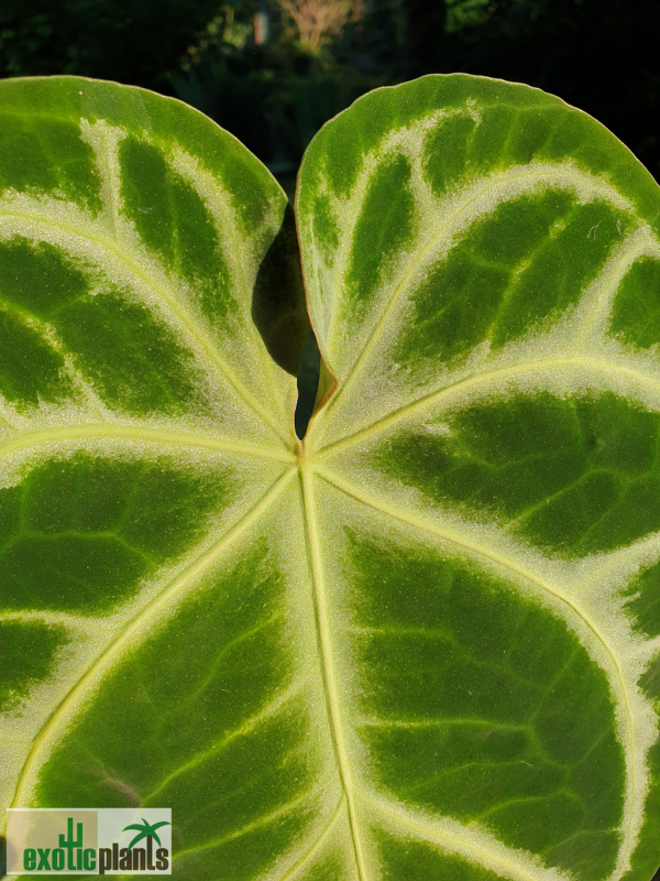 Anthurium crystallinum