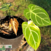 Anthurium crystallinum