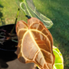 Anthurium crystallinum