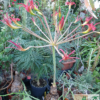 Brunsvigia latifolia Blütenstand