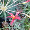 Brunsvigia latifolia Blüte