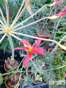 Brunsvigia latifolia Blüte