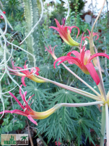 Brunsvigia latifolia Blütenstand