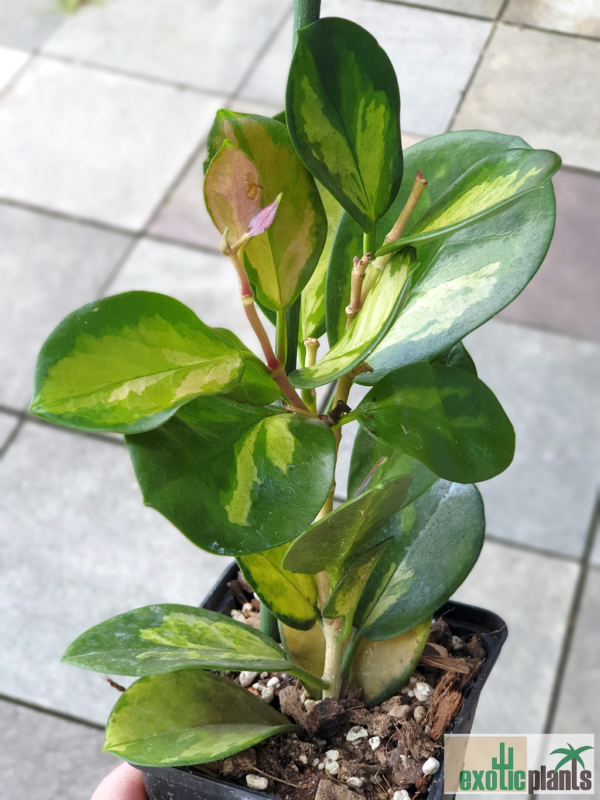 Hoya australis 'Lisa'