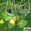 Hoya macrophylla variegata