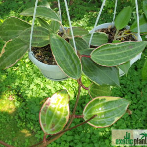 Hoya macrophylla variegata