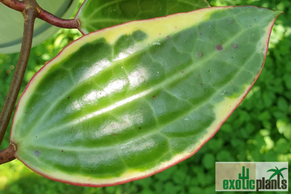 Hoya macrophylla variegata