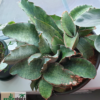 Sansevieria sp. 'Dragon Wing'