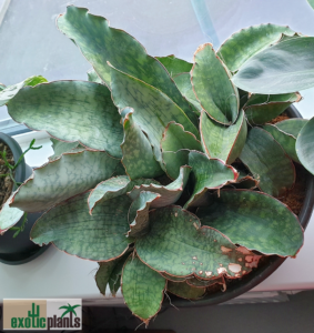 Sansevieria sp. 'Dragon Wing'
