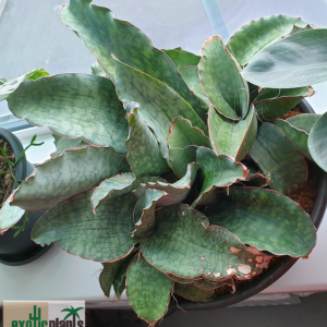 Sansevieria sp. 'Dragon Wing'