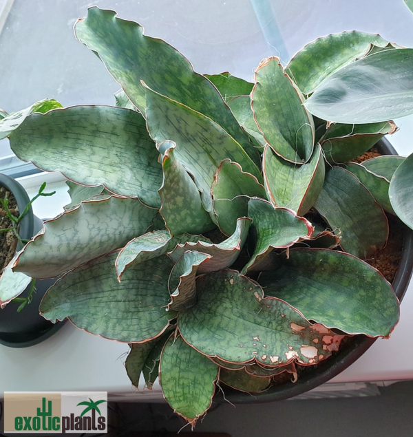 Sansevieria sp. 'Dragon Wing'