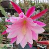 Epiphyllum Hybride EP-001