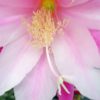 Epiphyllum Hybride EP-001 – Bild 3